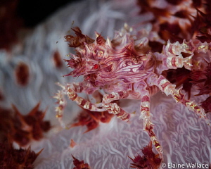 soft coral crab in Bunaken this week by Elaine Wallace 